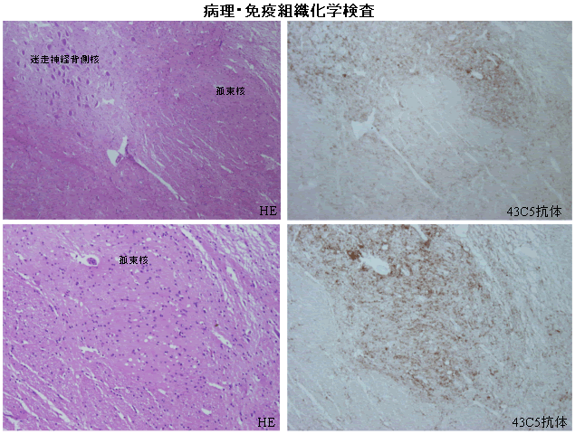 病理・免疫組織化学検査